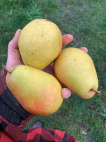 Päron 'Nika'
