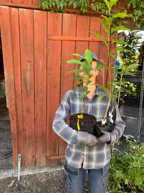 Hybrid kastanj 'Bouche de Betizac'