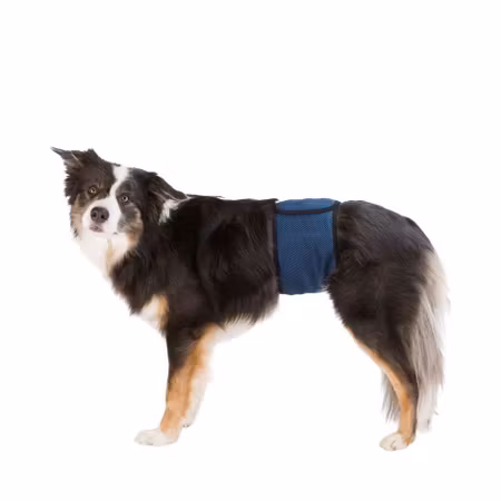 Trixie Hanhundsskydd