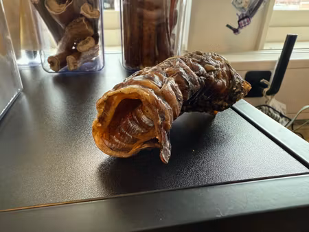 Emmzo Oxstrupe (1st, 7-12cm)