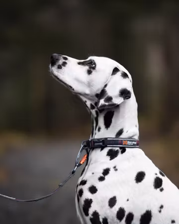 Non-stop dogwear Roam collar