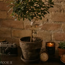 Munblåst Bevattningskula, Prickig, Klarglas