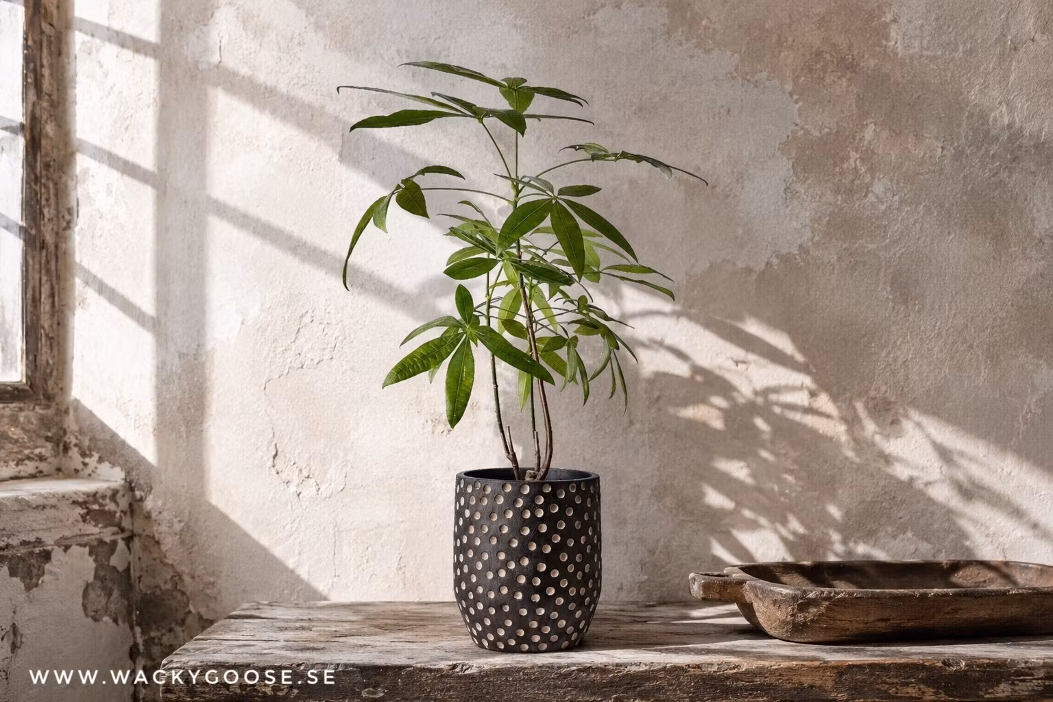 Kruka i betong, 20cm, Svart/brun