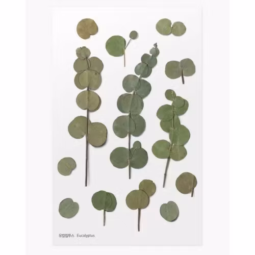 PET Stickers World Craft - Eucalyptus