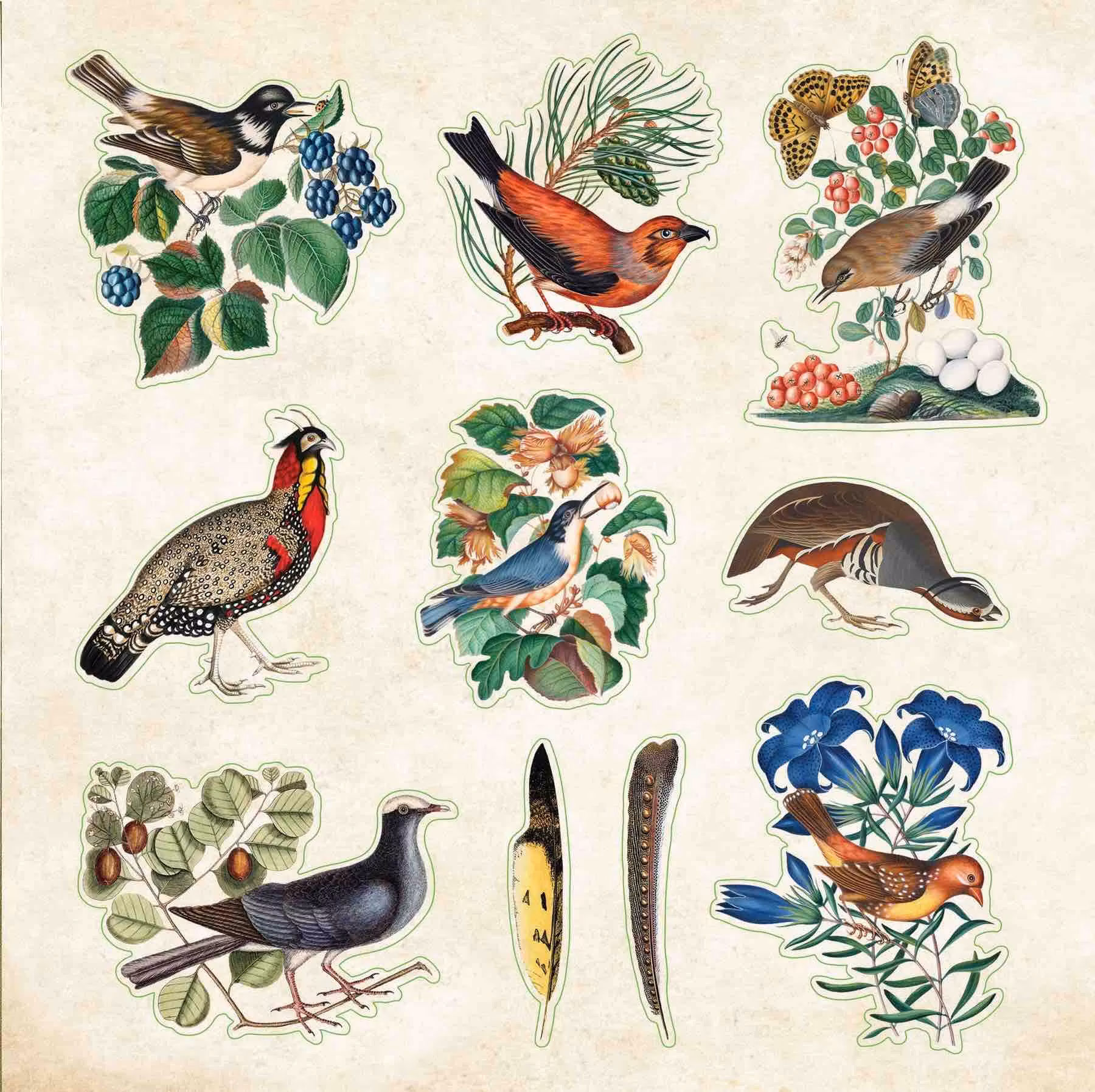 Stickersbok Zoological Ephemera (680 stickers)