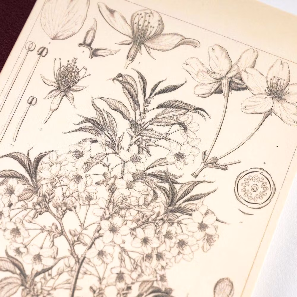 Tomitaro Makino: Hobonichi Grid Notebook - Yamazakura (A6)