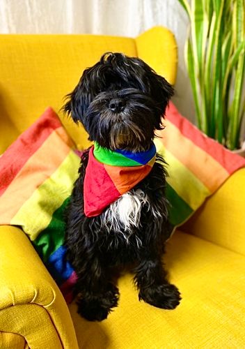 Snusnäsduk PRIDE - stora ränder
