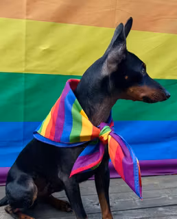 Snusnäsduk PRIDE - små ränder
