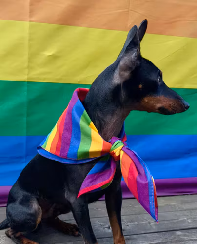 Snusnäsduk PRIDE - små ränder