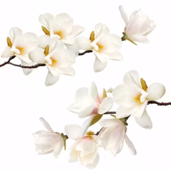 Väggklistermärke vita magnolior
