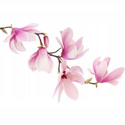 Väggklistermärke rosa magnolior