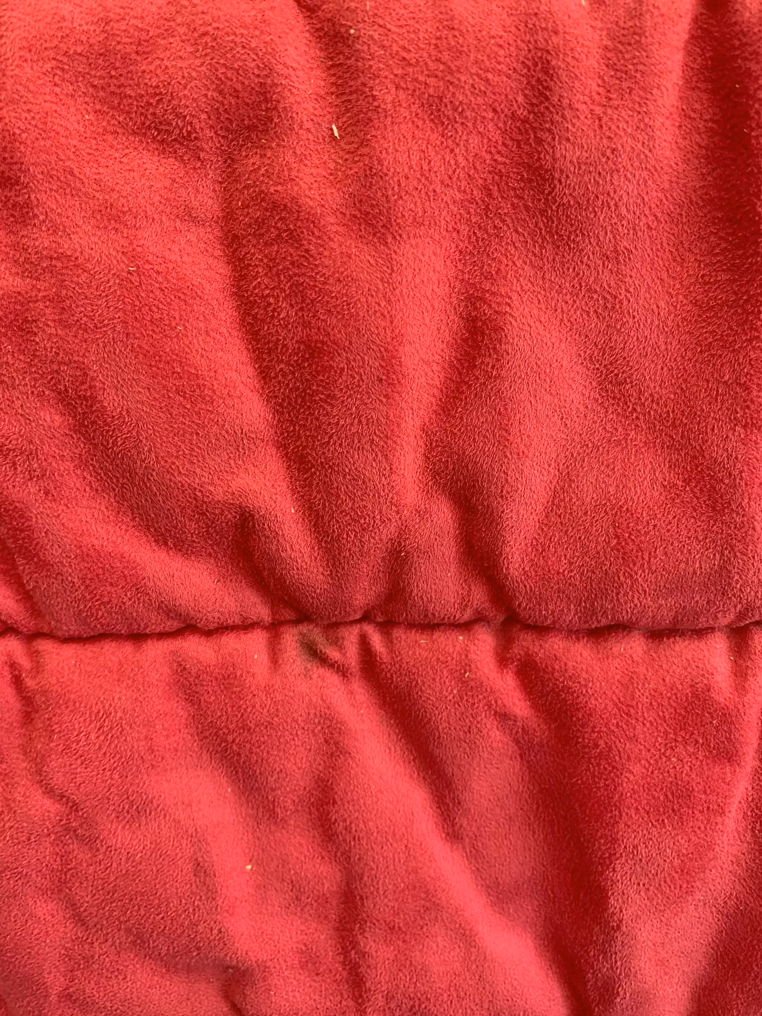 Schabrak,rosa med grå rand,dressyr,F