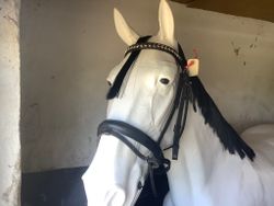 Träns,svart,en rem avklippt,klinkerpannband,F