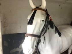 Horsehead huvudlag,brun,klinkerpannband,stl F