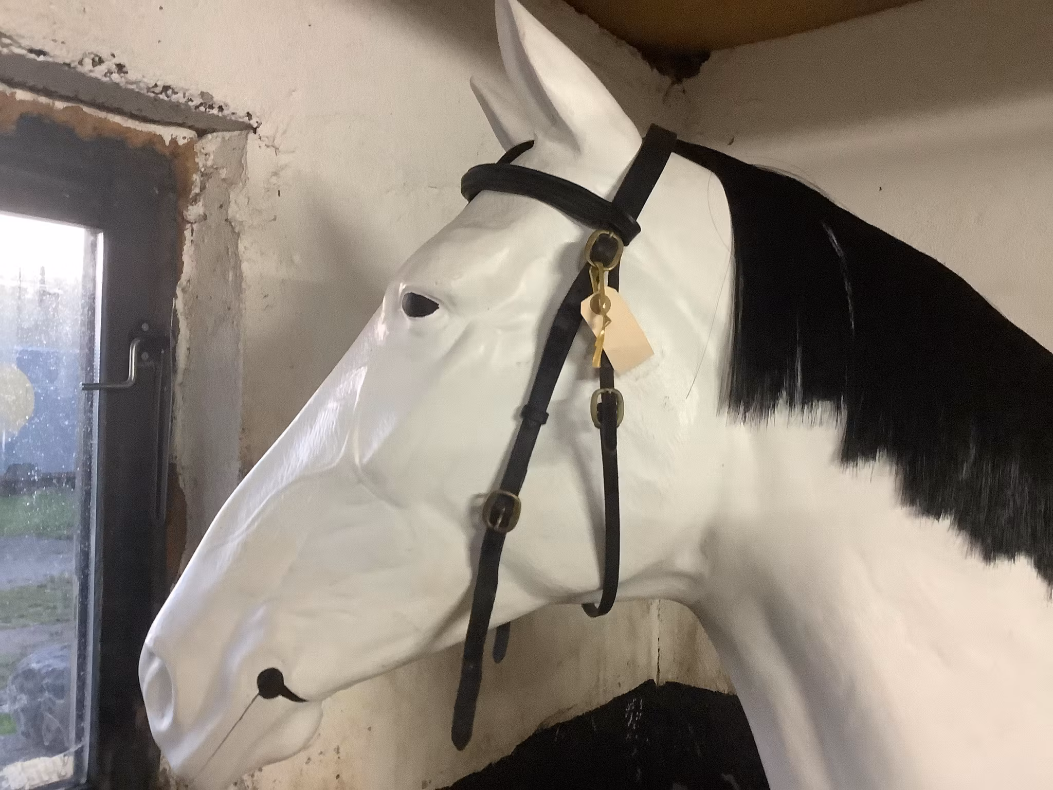 Huvudlag utan nosgrimma,svart,cob