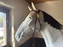 Huvudlag svart cob,ej nosgrimma