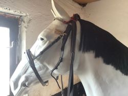 Horze träns med tyglar,ingen nosrem,brunt,P,nåhon sten i pannbandet sitter löst