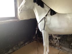 Mountain horse,meteor,mörkbrun,brösta inkl martingal,swarowski,ny,F