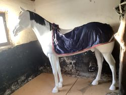 Horsepol skrittäcke,blå,F