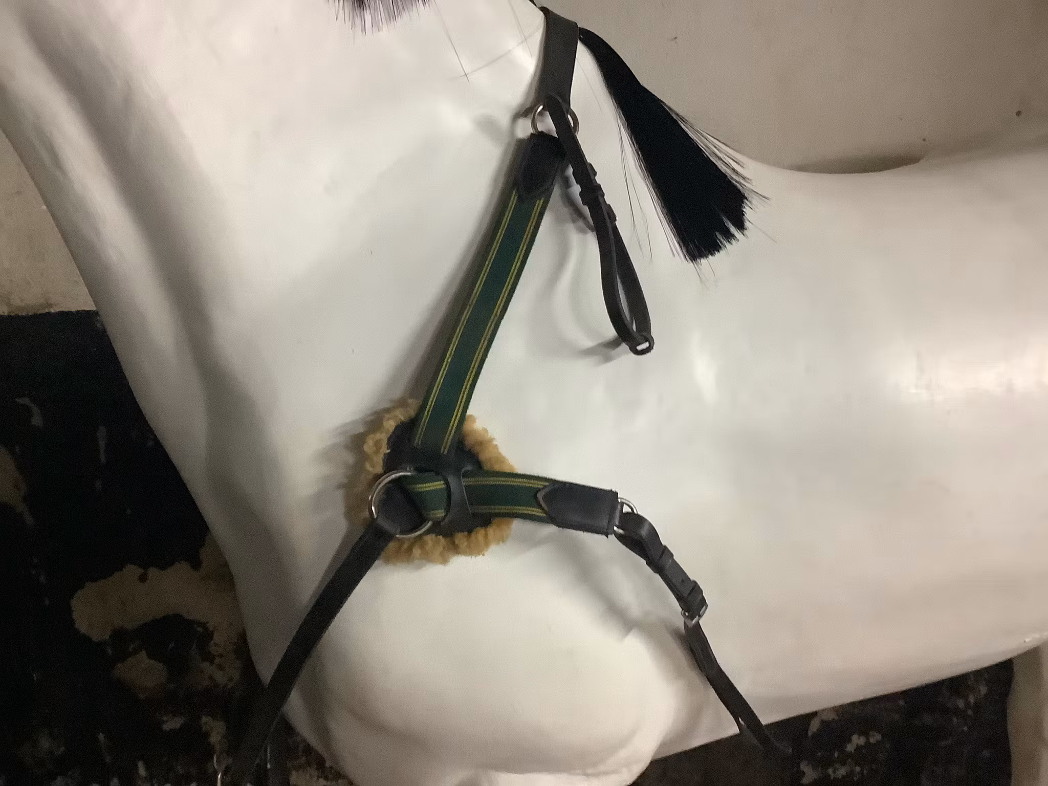 Martingal med förbygel,XF