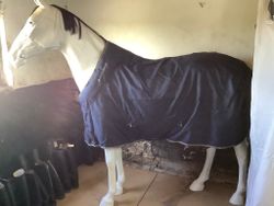 Horseware stalltäcke,145 cm,50 gr,nytt