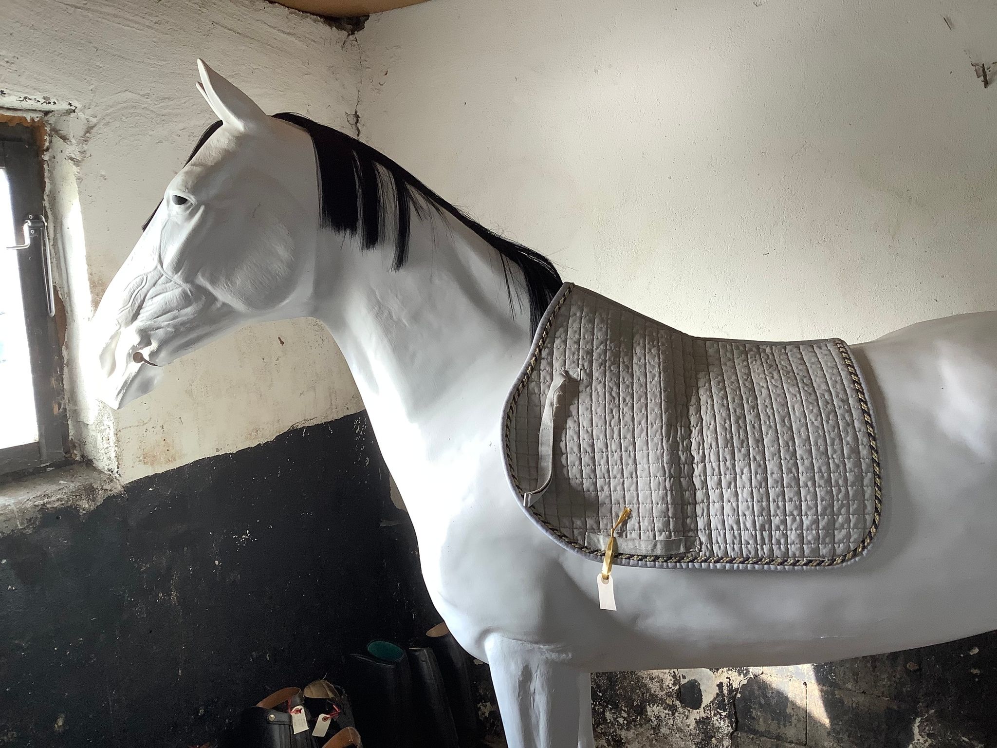 Schabrak,equiline,h,F,vitt