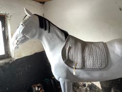 Schabrak,equiline,h,F,vitt