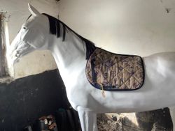Equiline schabrak,mönstrat,hopp,p