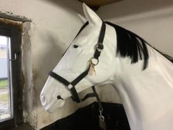 Grimma svart cob