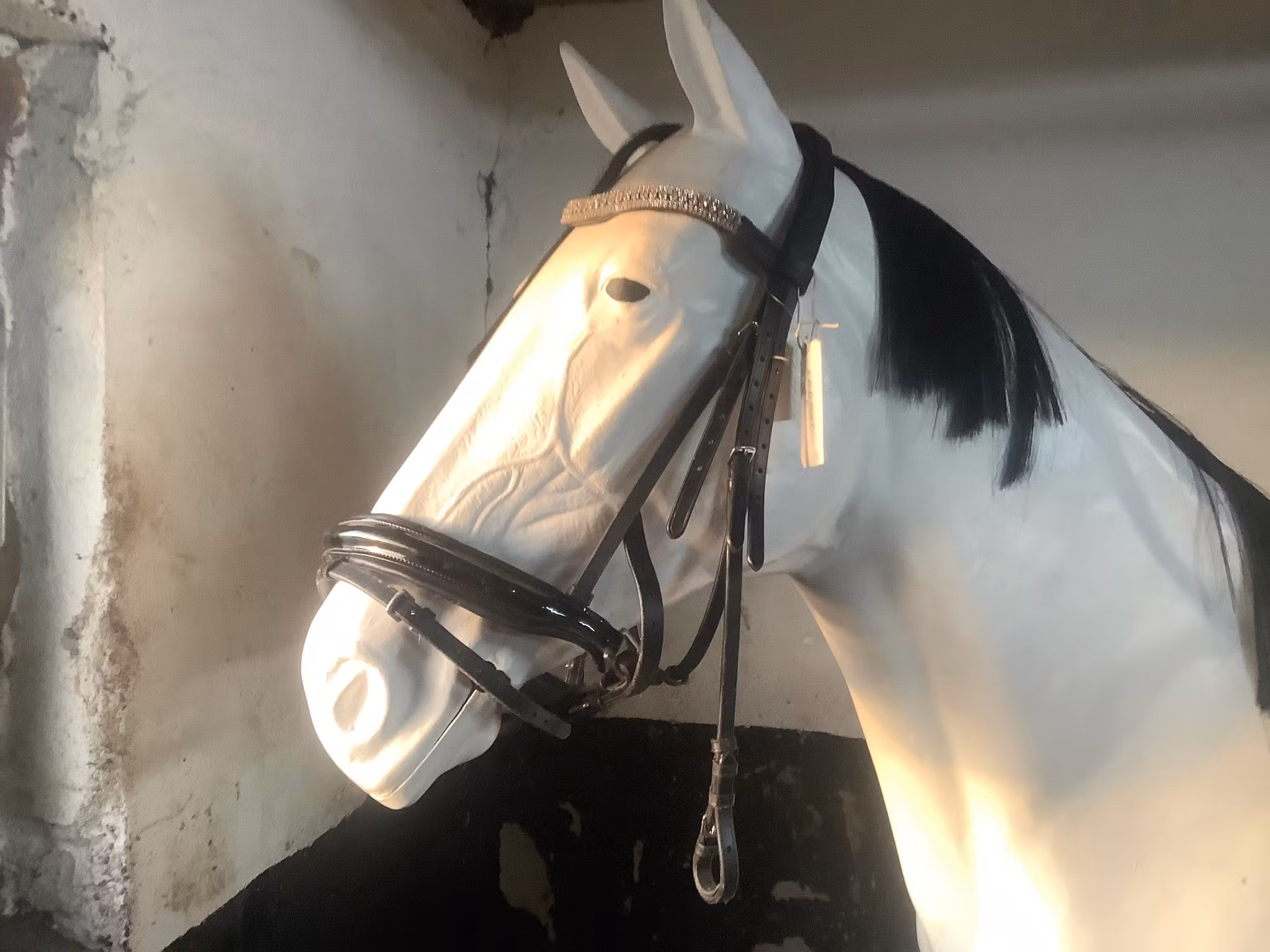 Träns MGS horse wear,stl XF,svart nytt