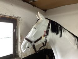 Grimma svart f
