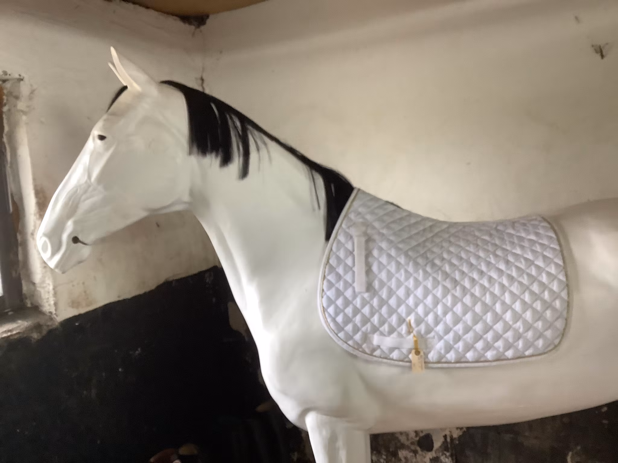 Schabrak vitt med guld,dr ,F