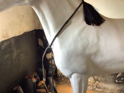 Martingal chetak, brun,p/cob