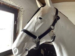 Grimma svart,cob