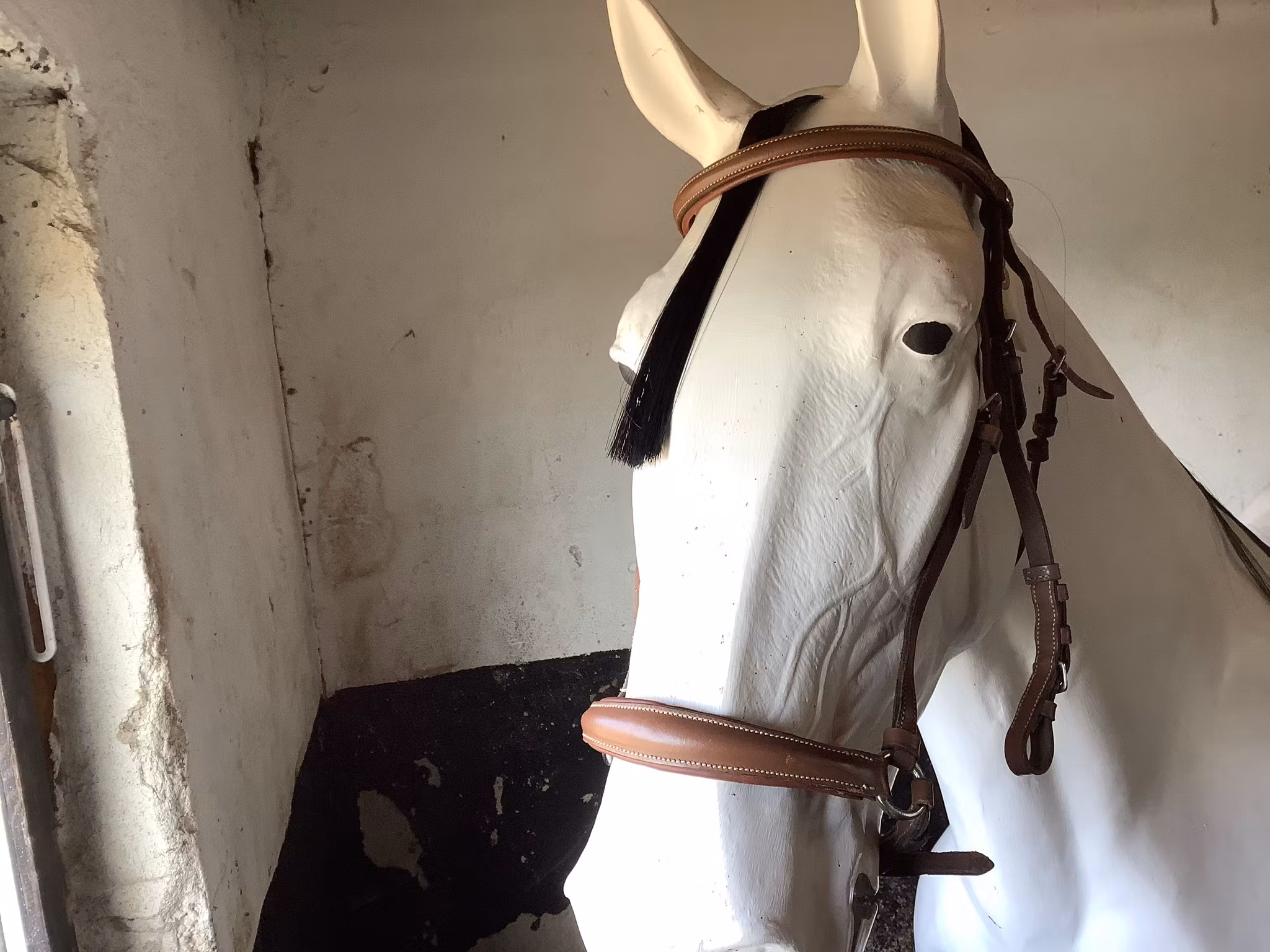 CH träns brunt cob