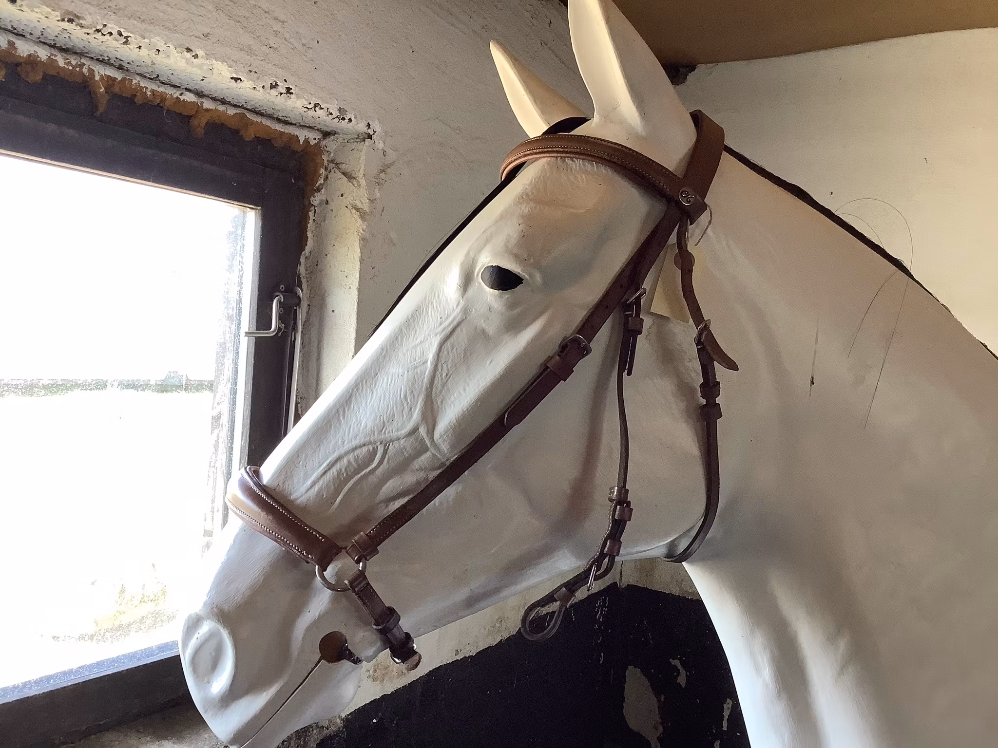 CH träns brunt cob