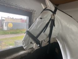 Träns ej nosrem, svart,F