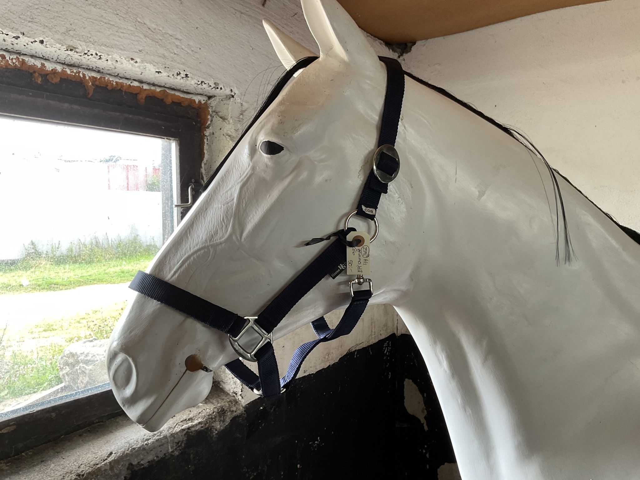 HG grimma blå,cob