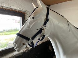 HG grimma blå,cob