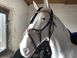 Horze träns brunt, pullarnoagrimma, f