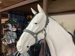 Alma get the gallop, grimma, grå,p