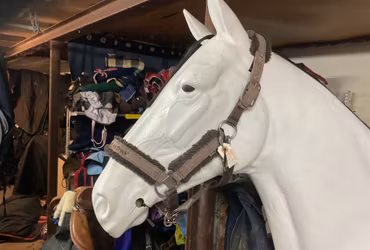 Back on track, grimma, cob, brun