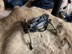 Hackamore svart, ca 17 cm skänklar, troligen cob