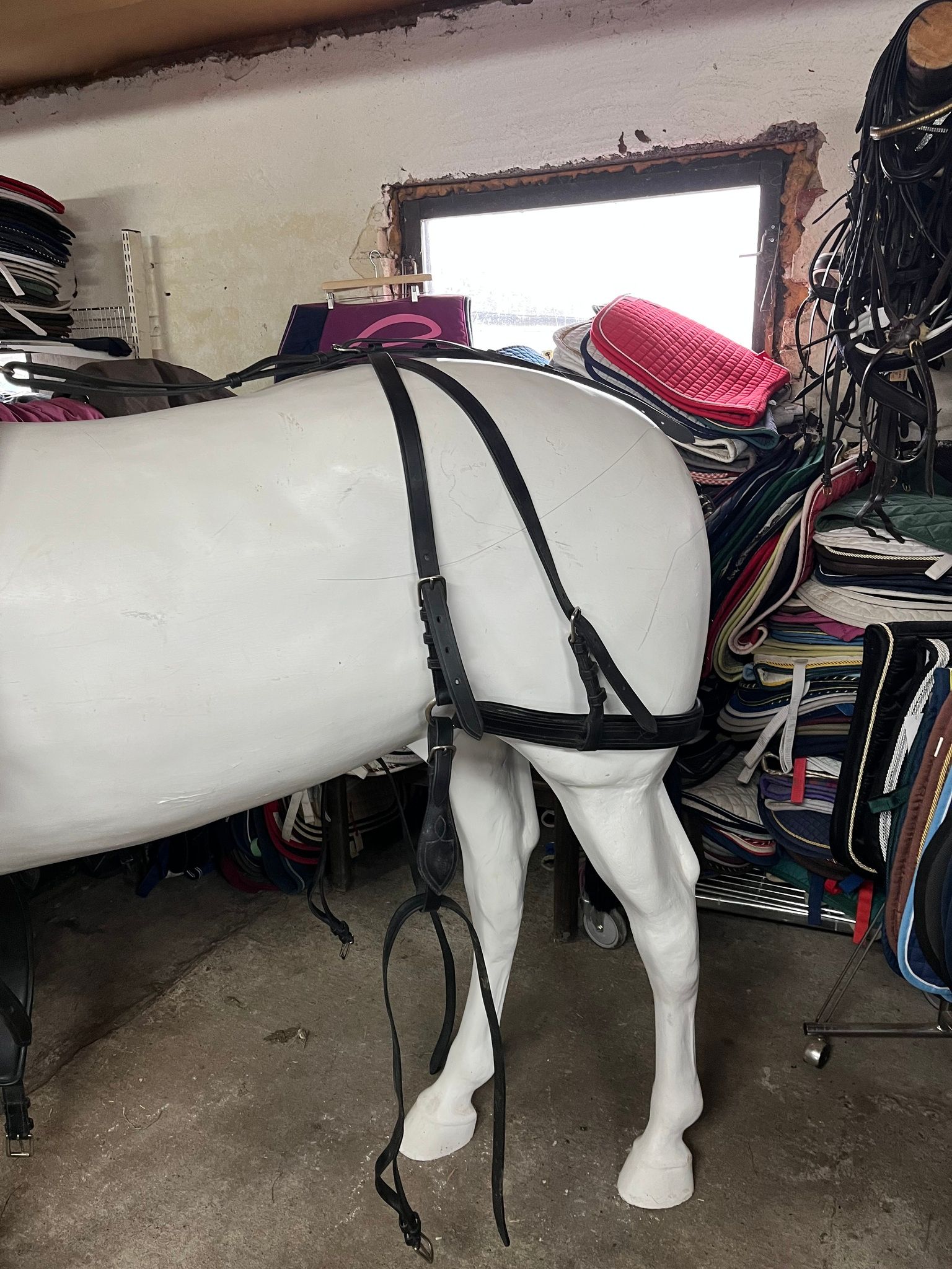 Ideal equestruan körsele inkl körträns, svart,f