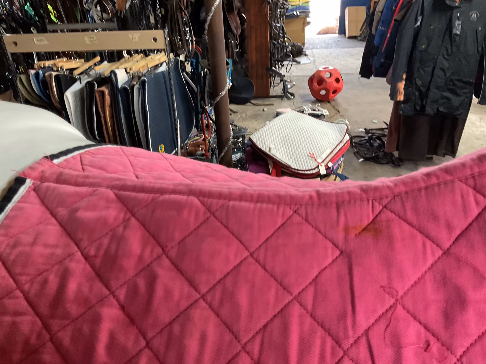 Schabrak,rosa,p