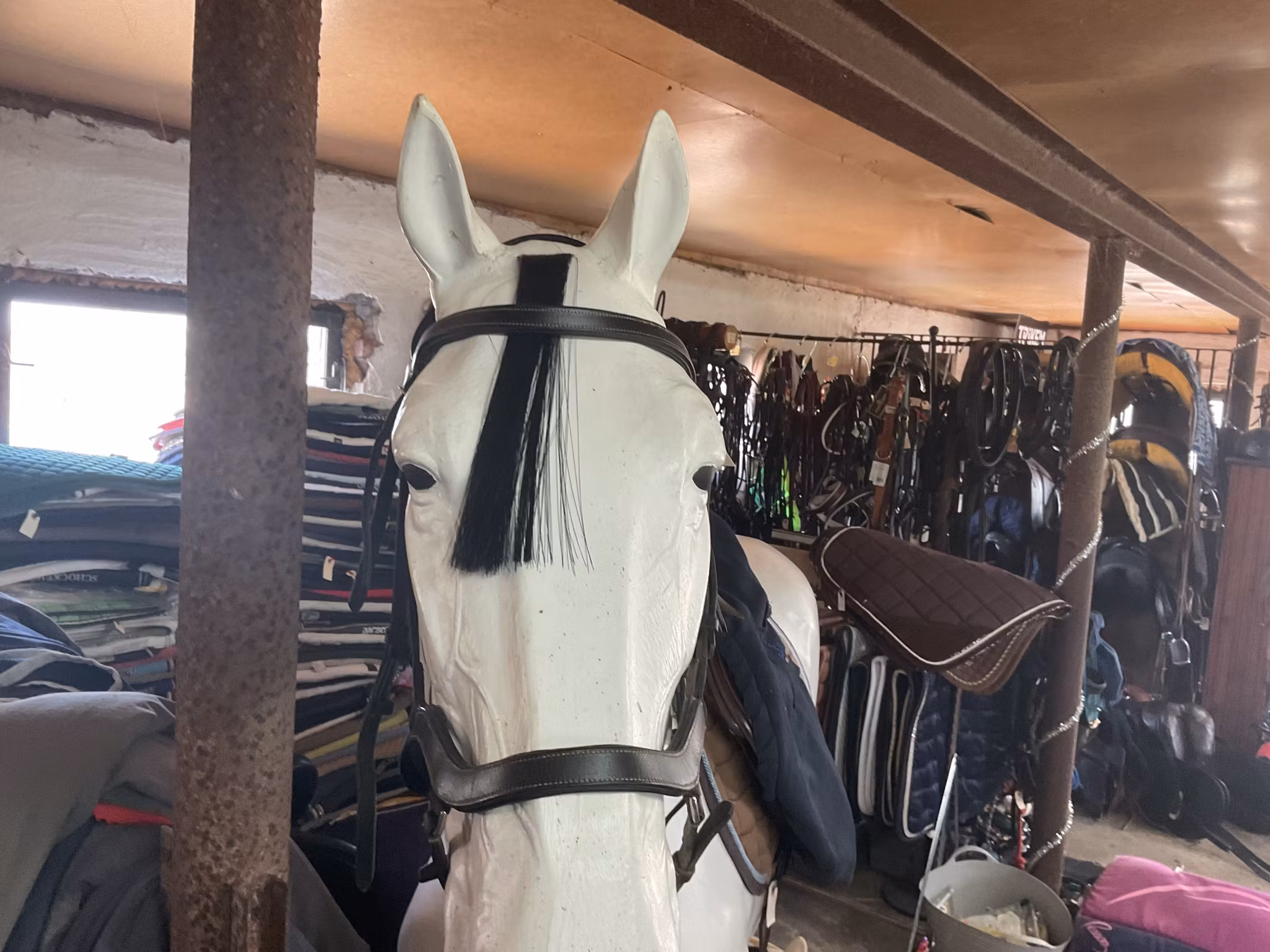 Fairfield träns,svart,f