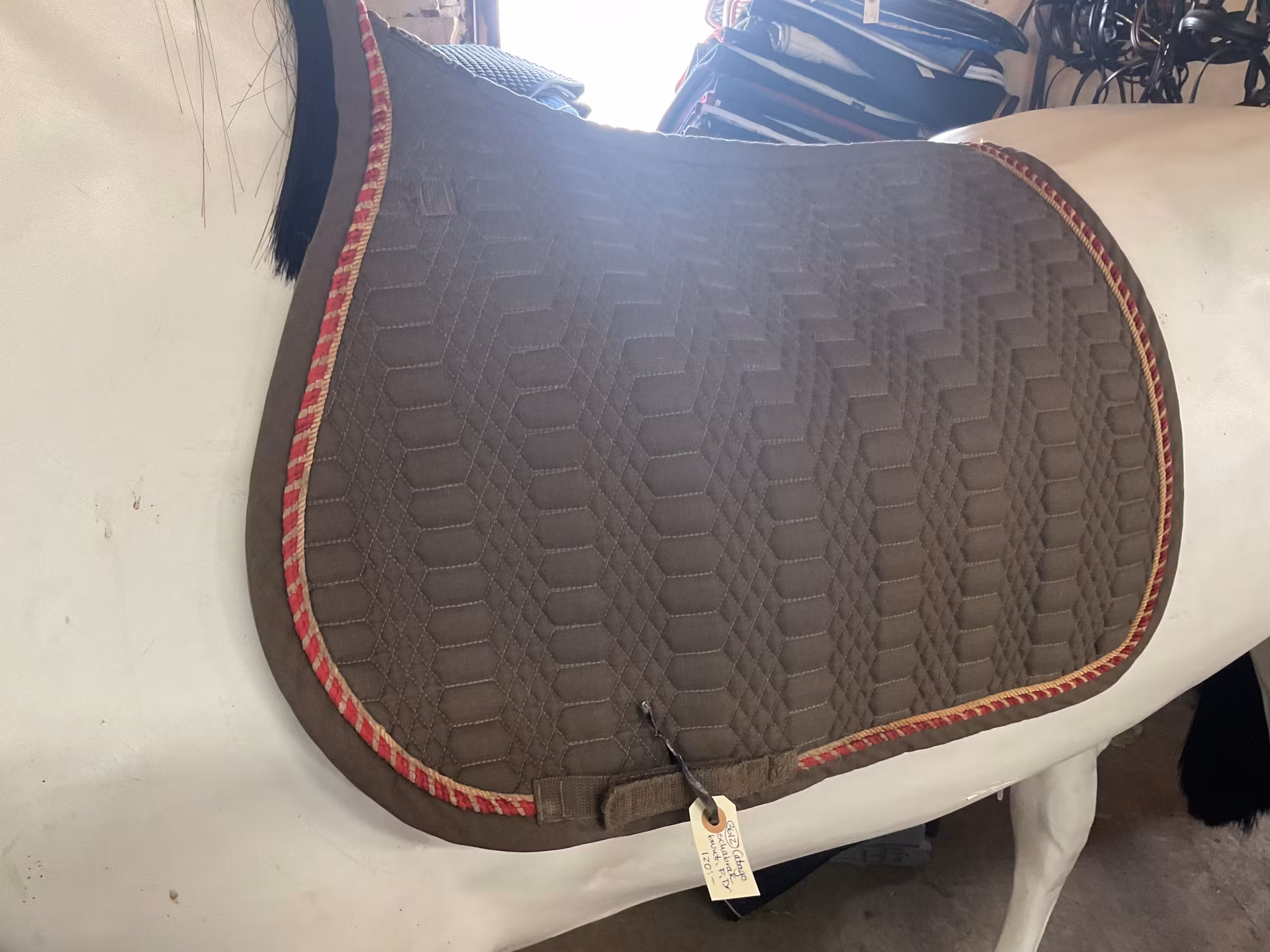 Catago schabrak, brunt, h,f