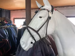 Träns svart,cob,ingen käkrem