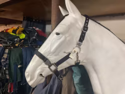 Fager grimma,svart,f