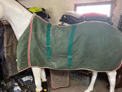 Stalltäcke med bred maggjord,145 cm